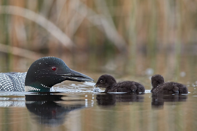 Common Loon Feeding Its Chick