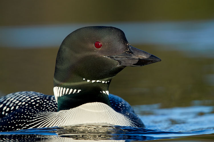 Common Loon