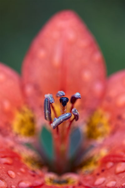 Wood Lily