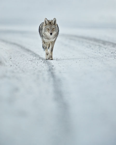 Coyote
