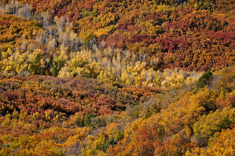 Scrub Oak And Aspen