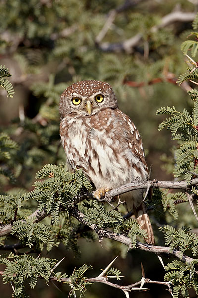 Pearl-Spotted Owlet