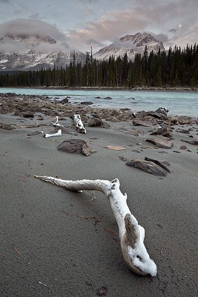 Driftwood