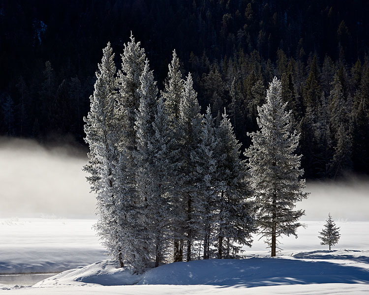 Frosty Evergreens