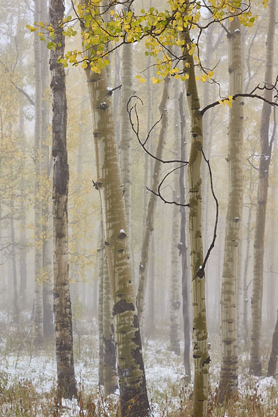 Foggy Fall Color