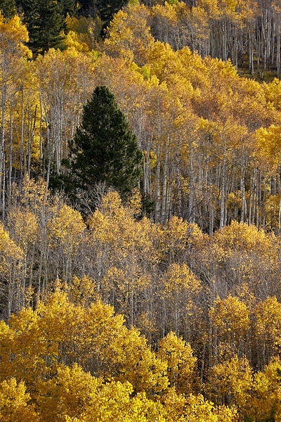 Yellow Aspens