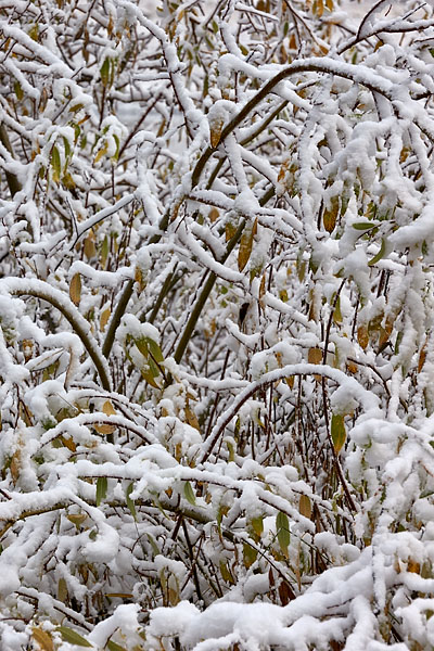 Snow Branches
