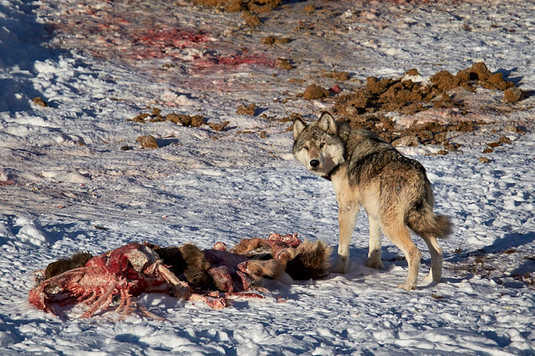 Gray Wolf 870F of the Junction Butte Pack