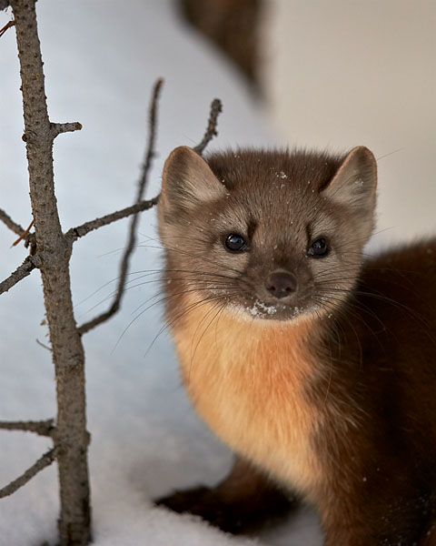 Pine Marten